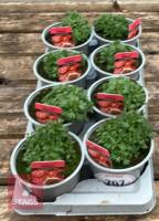 8 SAXIFRAGA X ARENDSII ALPHINE PLANTS - 2