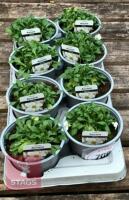 8 AUBRIETA AXCENT WHITE PLANTS