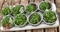 8 AUBRIETA AXCENT WHITE PLANTS - 4