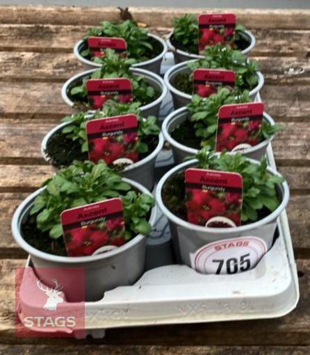 8 AUBRIETA AXCENT BURGUNDY PLANTS