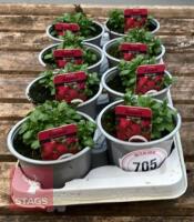 8 AUBRIETA AXCENT BURGUNDY PLANTS