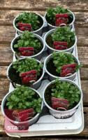 8 AUBRIETA AXCENT BURGUNDY PLANTS - 2