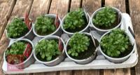 8 AUBRIETA AXCENT BURGUNDY PLANTS - 3