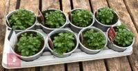 8 AUBRIETA AXCENT BURGUNDY PLANTS - 4