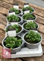 8 AUBRIETA AXCENT BURGUNDY PLANTS - 5
