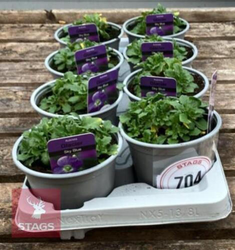 8 AUBRIETA GLACIER SKY BLUE PLANTS