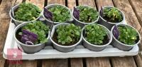 8 AUBRIETA GLACIER SKY BLUE PLANTS - 3