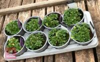 8 AUBRIETA GLACIER SKY BLUE PLANTS - 4