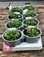 8 AUBRIETA GLACIER SKY BLUE PLANTS - 5