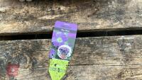 8 AUBRIETA GLACIER SKY BLUE PLANTS - 6