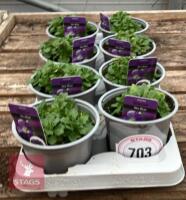 8 AUBRIETA GLACIER SKY BLUE PLANTS
