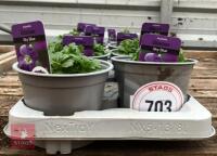 8 AUBRIETA GLACIER SKY BLUE PLANTS - 2