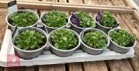 8 AUBRIETA GLACIER SKY BLUE PLANTS - 3