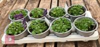 8 AUBRIETA GLACIER SKY BLUE PLANTS - 4
