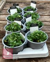 8 AUBRIETA GLACIER SKY BLUE PLANTS - 5
