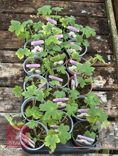 18 DELPHINIUM WHITE BLACK BEE PLANTS