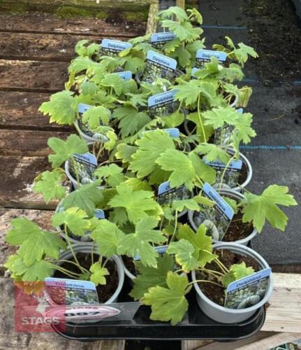 18 DELPHINIUM LIGHT BLUE PLANTS