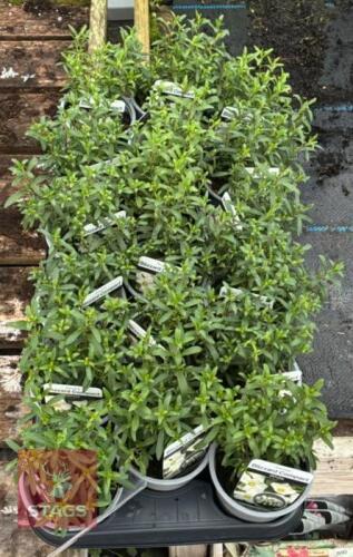18 ARENARIA BLIAZARD COMPACT PLANTS
