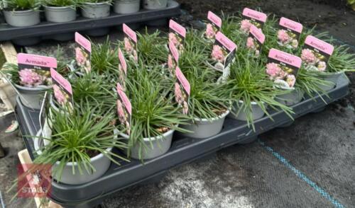 18 ARMERIA ARMADA PINK PLANTS