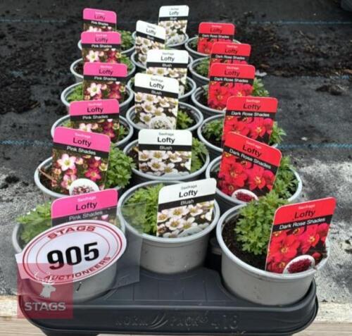 18 MIXED SAXIFRAGA PLANTS
