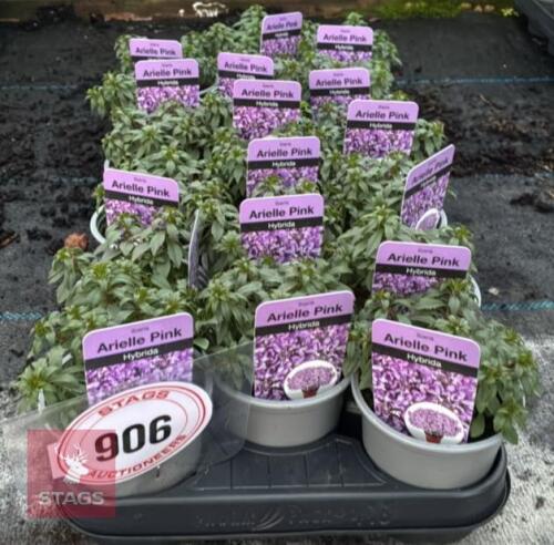 18 IBERIS ARIELLE PINK PLANTS