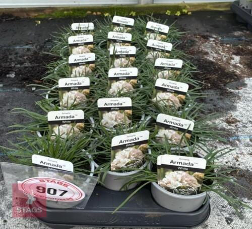 18 ARMERIA ARMADA WHITE PLANTS