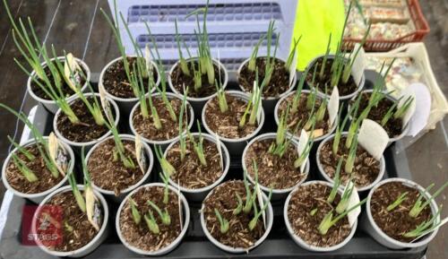 20 LIGHT BLUE IRIS POTS