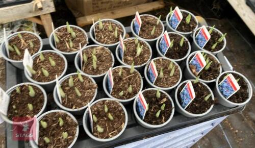 20 JOYCE IRIS POTS