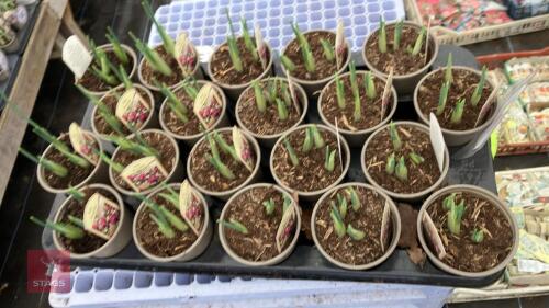 20 PURPLE IRIS POTS