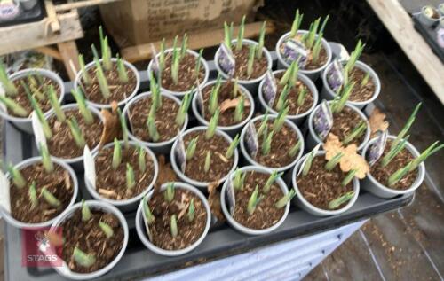 20 GEORGE IRIS POTS