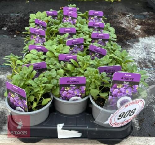 18 AUBRIETA AUDREY BLUE PLANTS