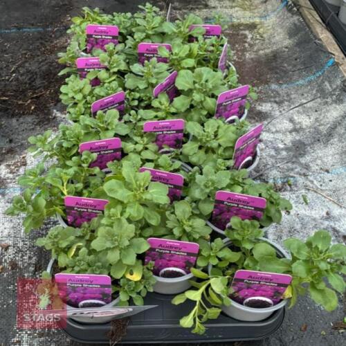18 AUBRIETA AUDREY PURPLE SHADE PLANTS
