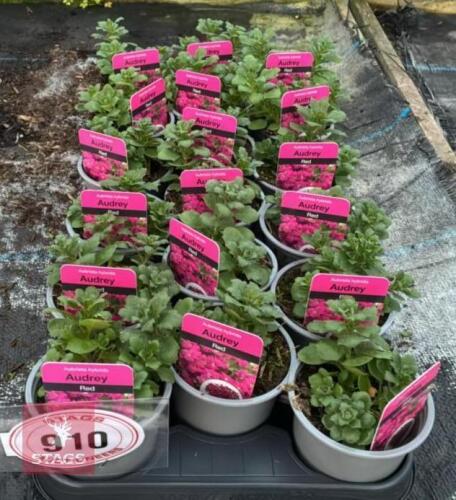 18 AUBRIETA AUDREY RED PLANTS