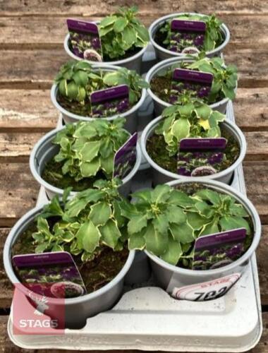 8 AUBRIETA TAURICOLA SILBERRAND PLANTS