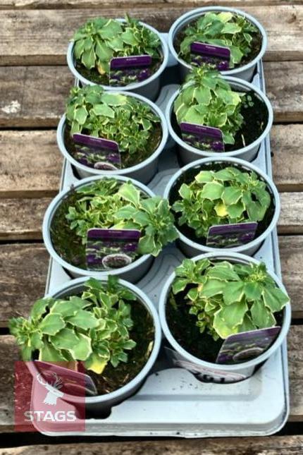 8 AUBRIETA TAURICOLA SILBERRAND PLANTS