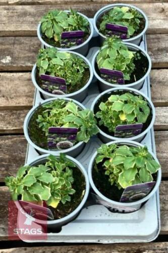 8 AUBRIETA TAURICOLA SILBERRAND PLANTS