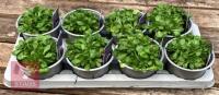 8 AUBRIETA AXCENT LIGHT BLUE PLANTS
