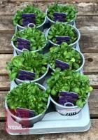 8 AUBRIETA AXCENT LIGHT BLUE PLANTS - 2