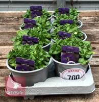 8 AUBRIETA AXCENT LIGHT BLUE PLANTS - 3