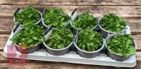 8 AUBRIETA AXCENT LIGHT BLUE PLANTS - 4