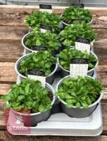 8 AUBRIETA AXCENT LIGHT BLUE PLANTS - 5