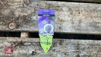 8 AUBRIETA AXCENT LIGHT BLUE PLANTS - 6