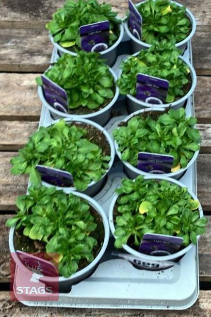8 AUBRIETA AXCENT LIGHT BLUE PLANTS