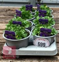8 AUBRIETA AXCENT LIGHT BLUE PLANTS - 2