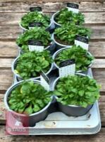 8 AUBRIETA AXCENT LIGHT BLUE PLANTS - 4