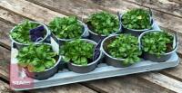 8 AUBRIETA AXCENT LIGHT BLUE PLANTS - 5