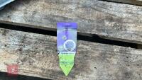 8 AUBRIETA AXCENT LIGHT BLUE PLANTS - 6