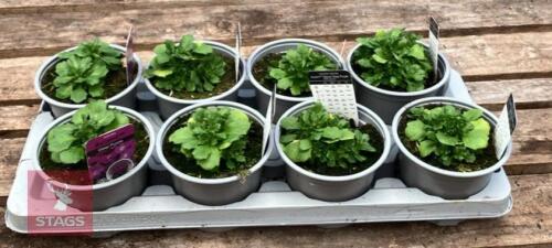 8 AUBRIETA AXCENT DEEP PURPLE PLANTS