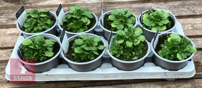 8 AUBRIETA AXCENT DEEP PURPLE PLANTS