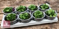 8 AUBRIETA AXCENT DEEP PURPLE PLANTS - 4